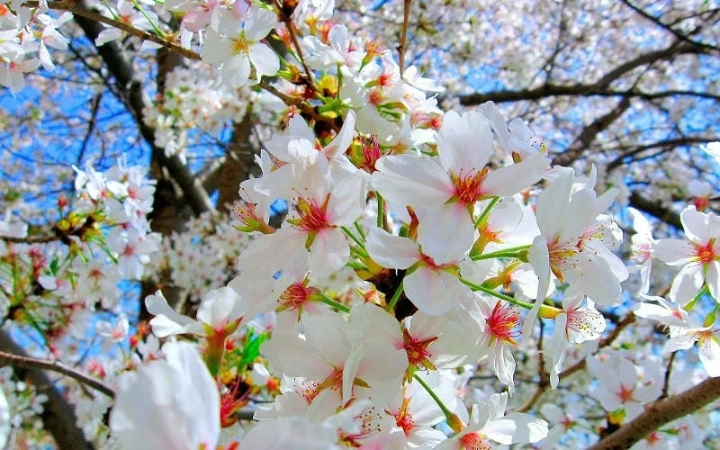 Công viên Yuyuan mùa hoa anh đào đẹp ngỡ ngàng