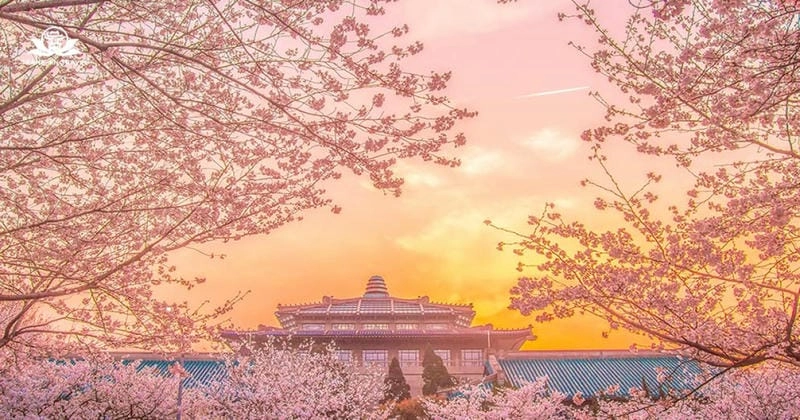 Hoàng hôn Trung Quốc lãng mạn bên những cánh hoa anh đào