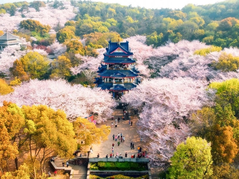 Sương mù hoa anh đào buổi sớm mai huyền ảo