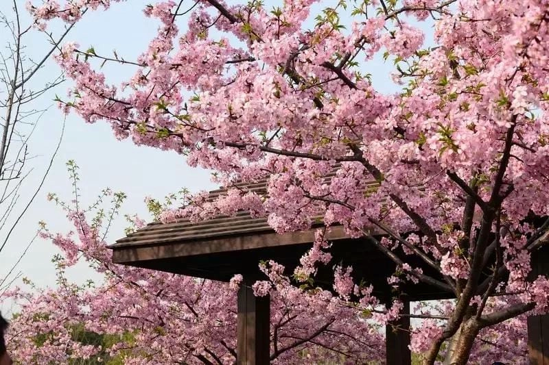 Trung Quốc thơ mộng với sắc hoa anh đào