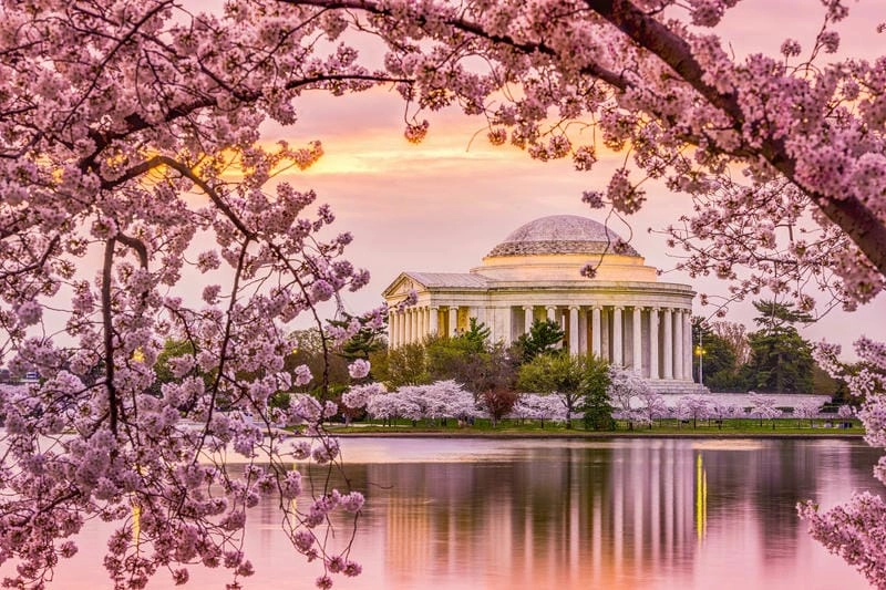 Vẻ đẹp rực rỡ của mùa xuân hoa anh đào Washington DC làm say lòng người