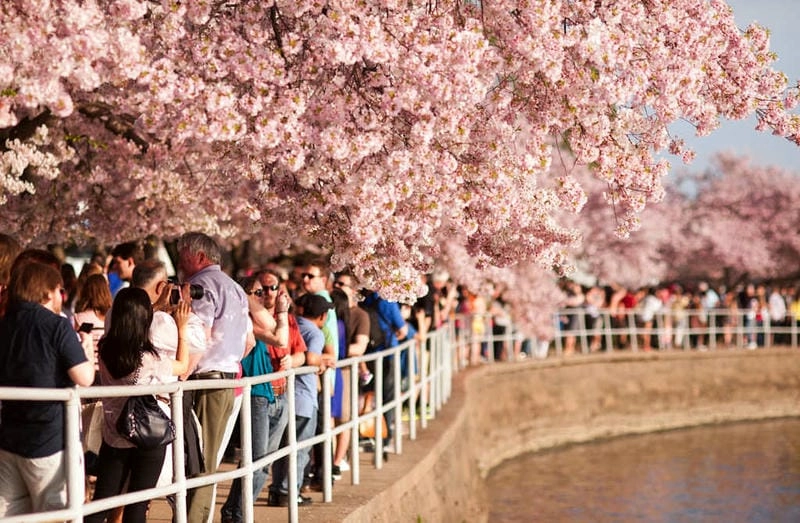 Lễ hội hoa anh đào Washington DC rộn ràng và vui tươi