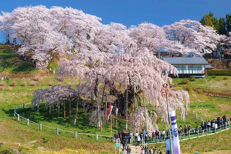 Hoa anh đào nở rộ khắp nơi trên đất Ý