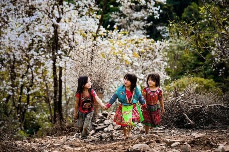 Dạo bước nhẹ nhàng trên đường mòn hoa ban mộng mơ