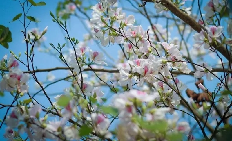 Lạc bước giữa mùa xuân Điện Biên rực rỡ