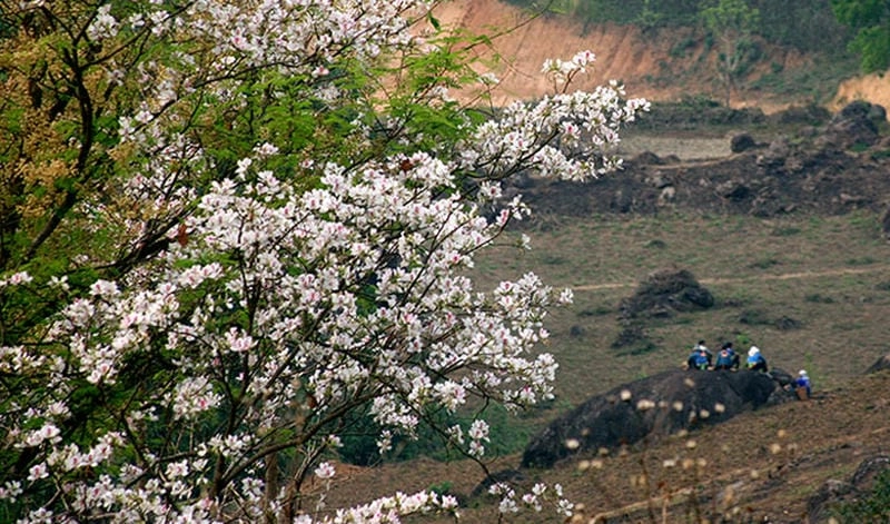 Check in giữa đồi hoa ban trắng muốt tinh khôi