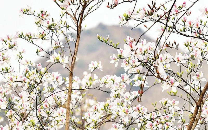 Rực rỡ ánh sáng bình minh hoa ban huyền ảo