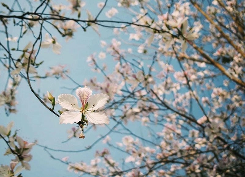 Mờ ảo huyền diệu sương mù hoa ban trắng xóa