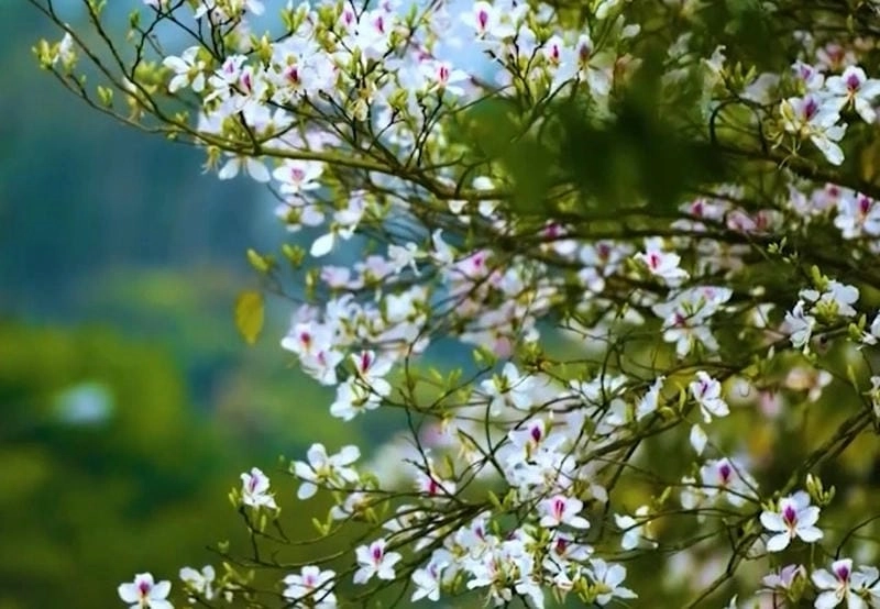 Nức lòng trước cảnh hoa ban nở rộ khắp trời