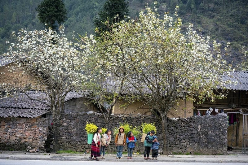 Các địa điểm ngắm hoa ban nổi bật tại Hà Giang