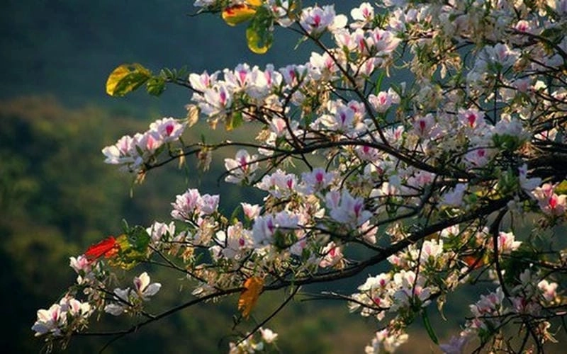 Bình minh hoa ban nhẹ nhàng cuốn hút