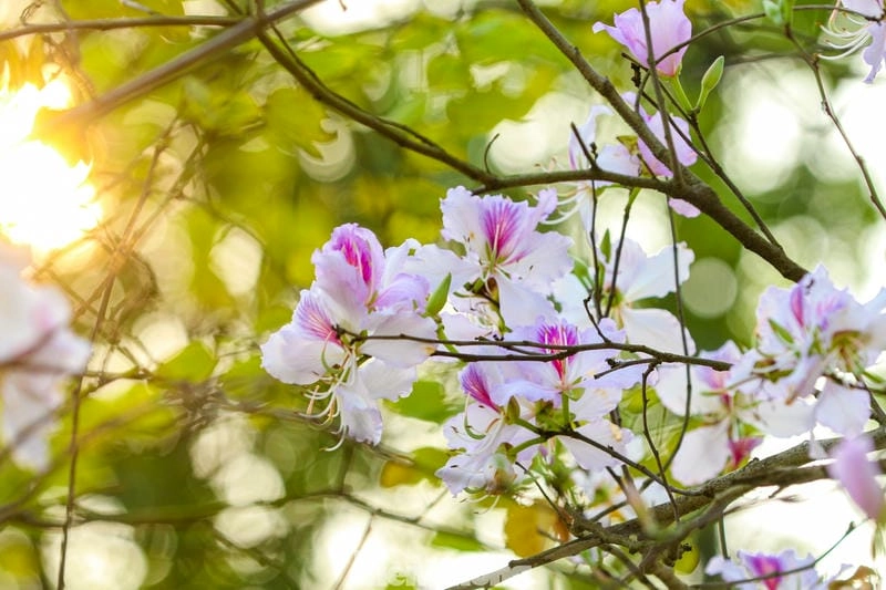 Hoàng hôn Hà Giang mộng mơ yên bình