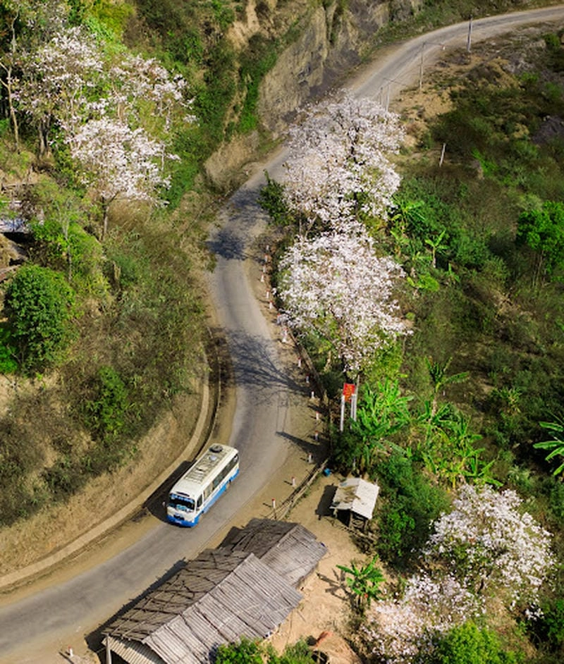 Nở tím rực rỡ đường mòn hoa ban