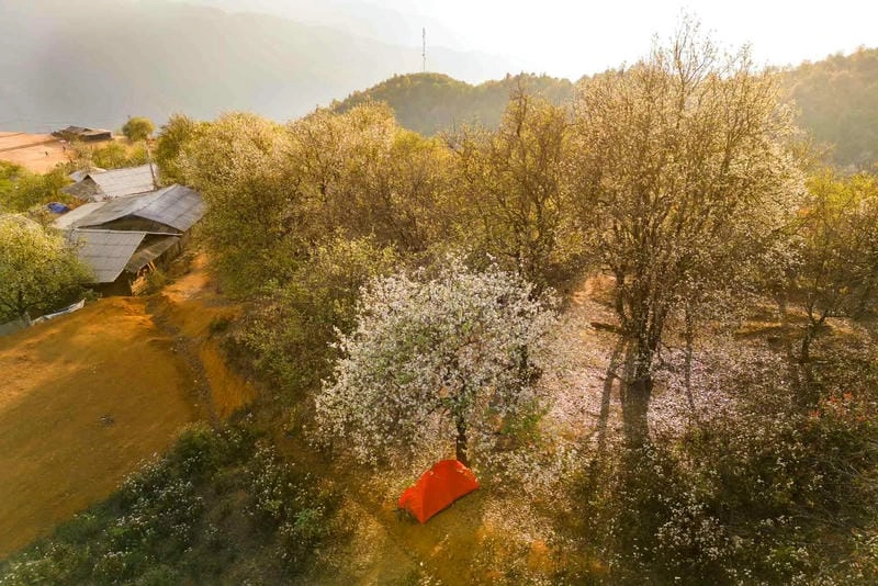 Check in liền tay các địa điểm nên khám phá hoa ban ở Lào Cai