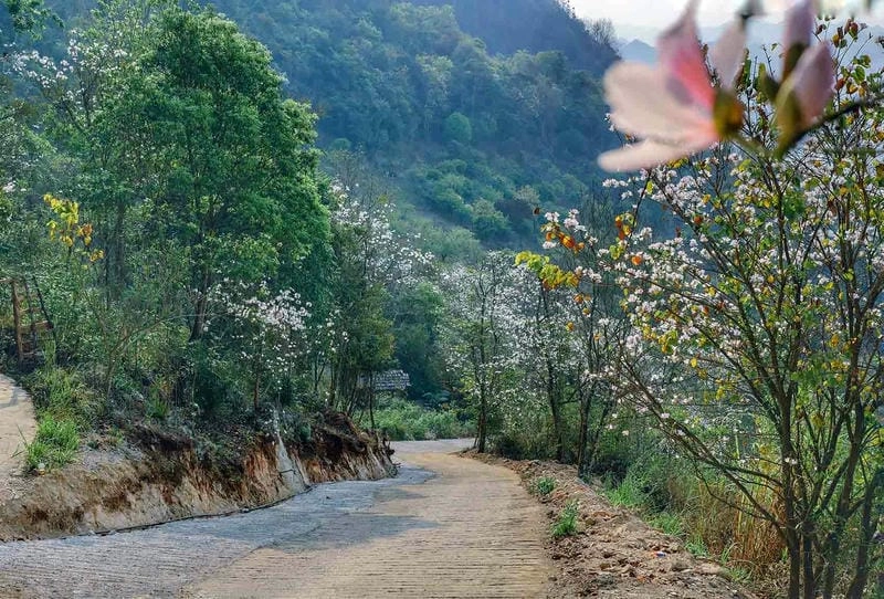 Đường mòn hoa ban dẫn bước chân khám phá Mộc Châu đẹp