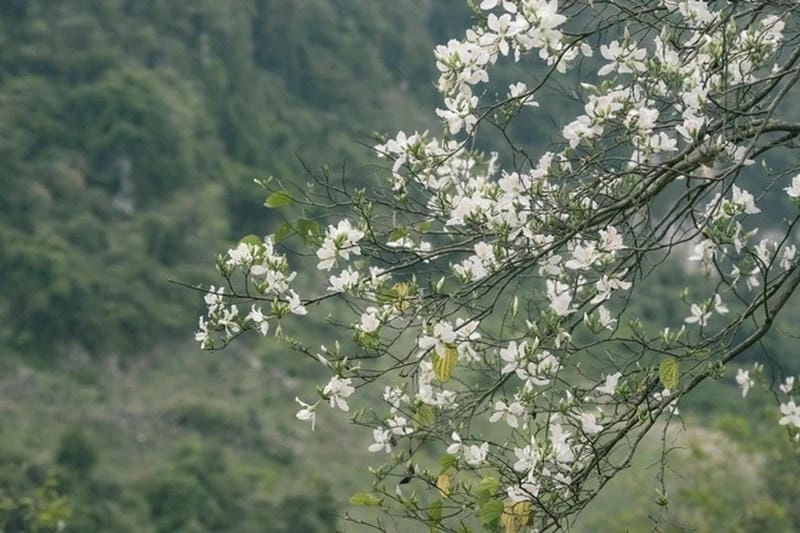 Khám phá địa điểm ngắm hoa ban nổi bật ở Mộc Châu mùa xuân