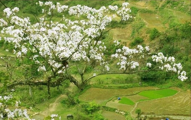 Mùa xuân Mộc Châu rực rỡ với sắc hoa ban trắng muốt