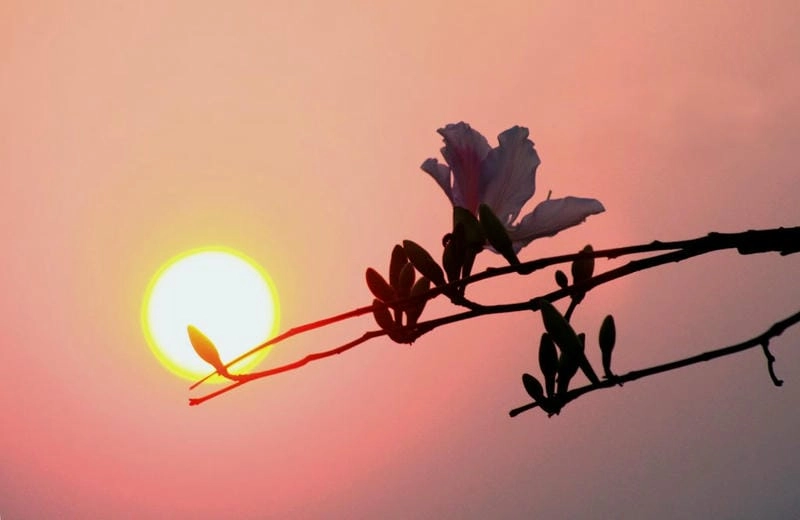 Hoàng hôn Mộc Châu hòa quyện cùng sắc hoa ban dịu dàng