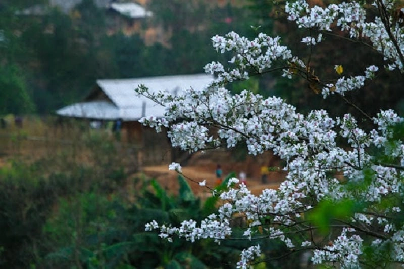 Sương mù nhẹ phủ hoa ban làm cảnh sắc thêm huyền ảo
