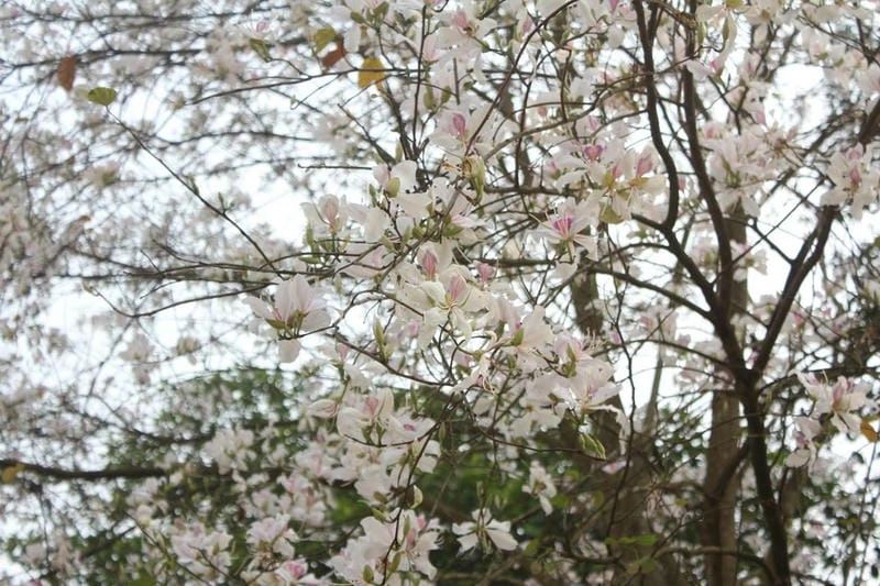 Hoa ban nở rộ trắng muốt tạo nên bức tranh thiên nhiên