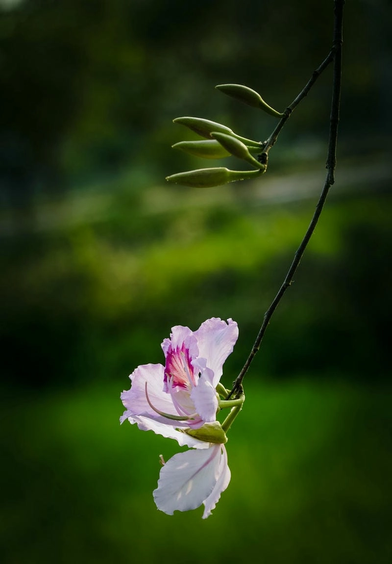 Thời điểm ngắm hoa ban Sơn La đẹp nhất trong năm