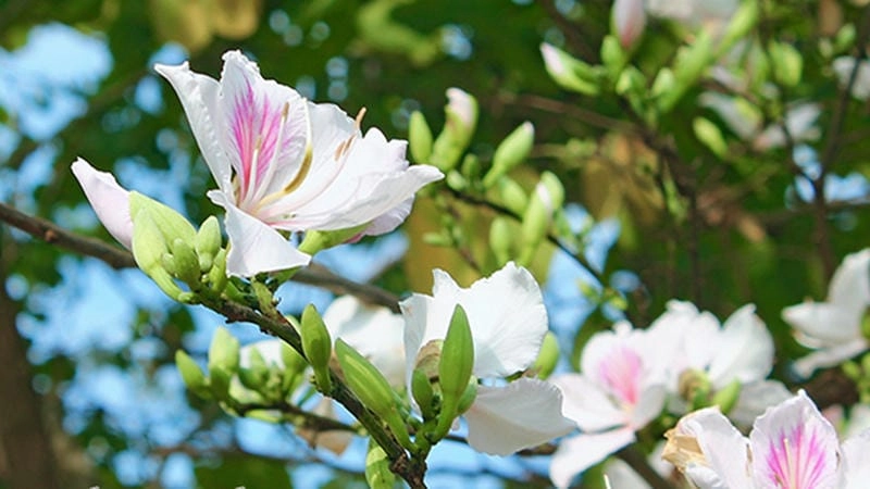 Bình minh hoa ban Sơn La tạo nên cảnh sắc huyền ảo