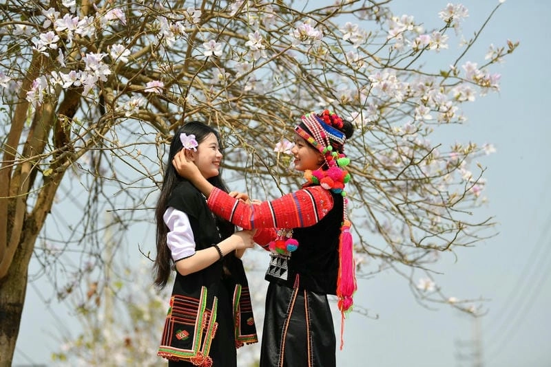 Ảnh hoa ban Tuyên Quang tinh khôi đẹp lung linh