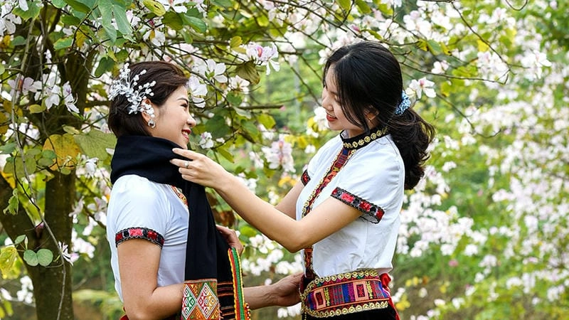 Mùa xuân hoa ban Tuyên Quang đẹp mộng mơ quyến rũ