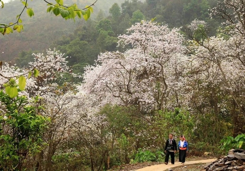Đường mòn hoa ban dẫn lối khám phá Tuyên Quang