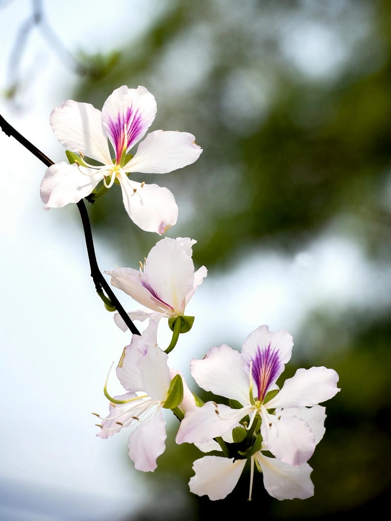 Mùa xuân Tuyên Quang ngập tràn sắc hoa ban rực rỡ