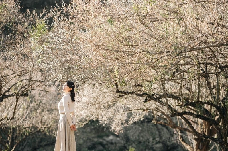 Bình minh hoa ban Tuyên Quang thơ mộng dịu dàng