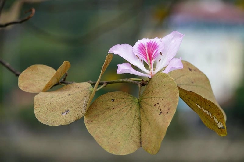Hoàng hôn Tuyên Quang lãng mạn bên sắc hoa ban