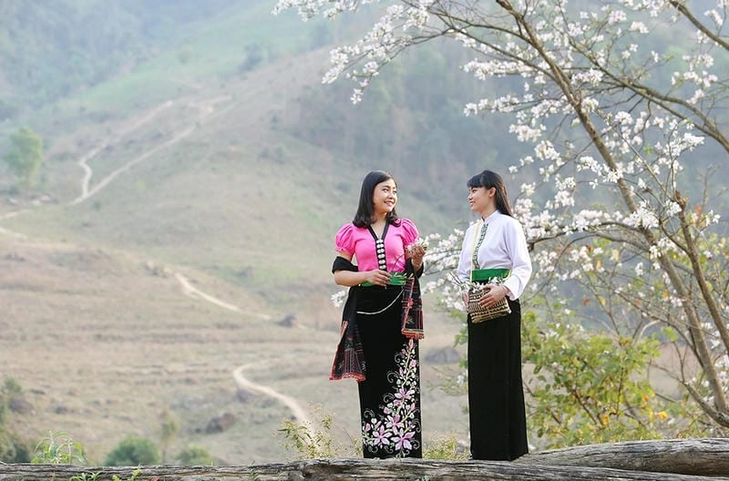 Sương mù phủ nhẹ mùa hoa ban Tuyên Quang huyền ảo