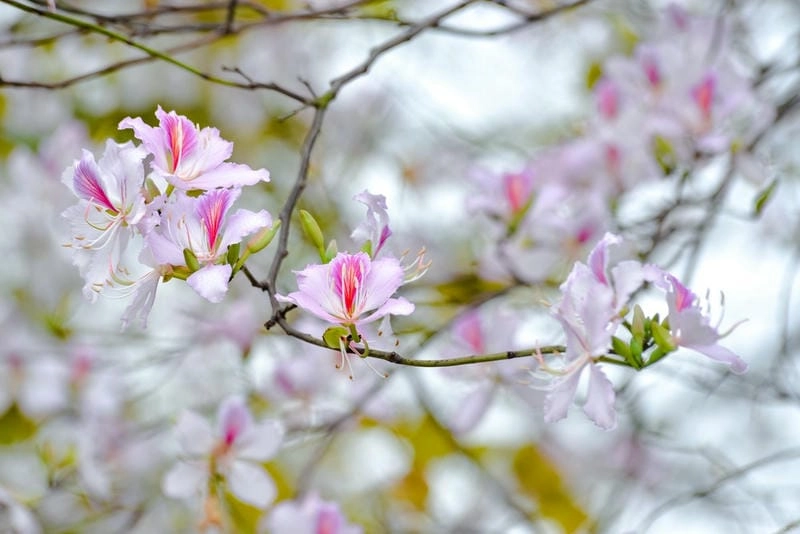Tuyên Quang thơ mộng với mùa xuân hoa ban tuyệt đẹp
