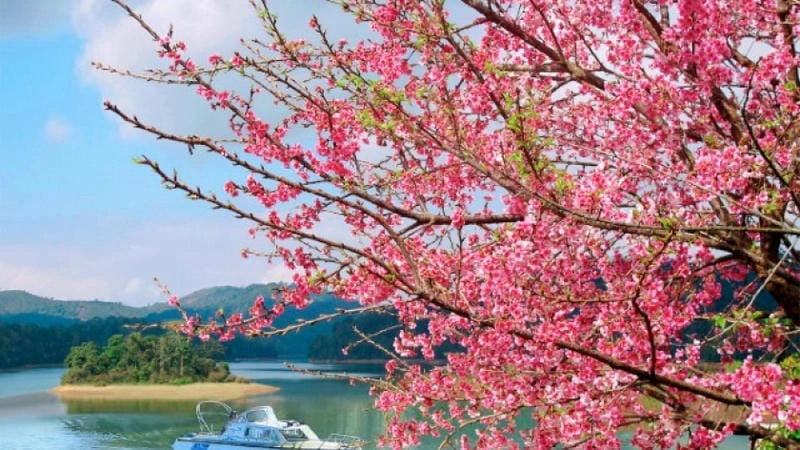 Ảnh hoa đào Điện Biên lung linh sắc màu mùa xuân