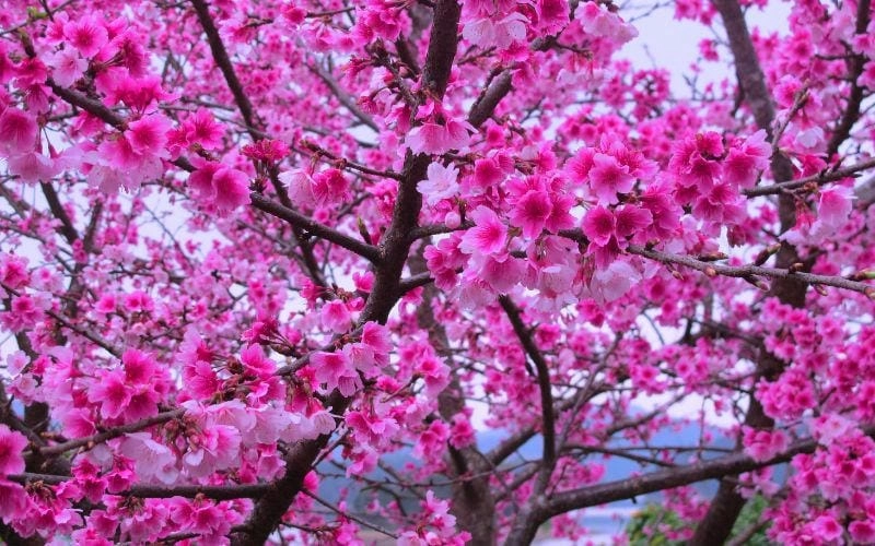 Hoàng hôn Điện Biên nhuộm hồng hoa đào thơ mộng