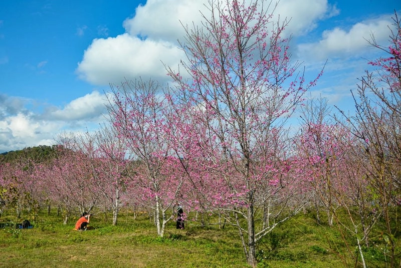Điện Biên thơ mộng cùng sắc hoa đào đón xuân về