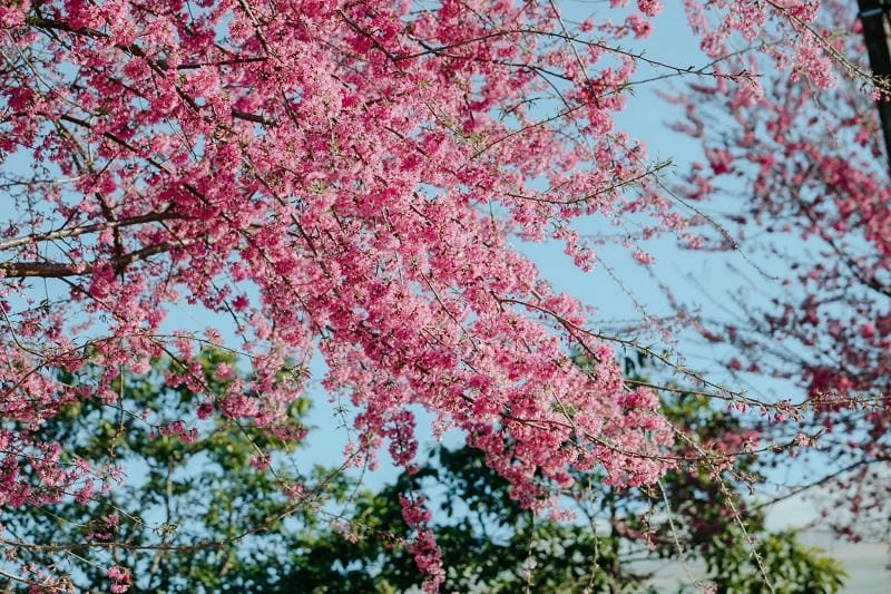 Trải nghiệm mùa xuân hoa đào Lai Châu ngập tràn niềm vui