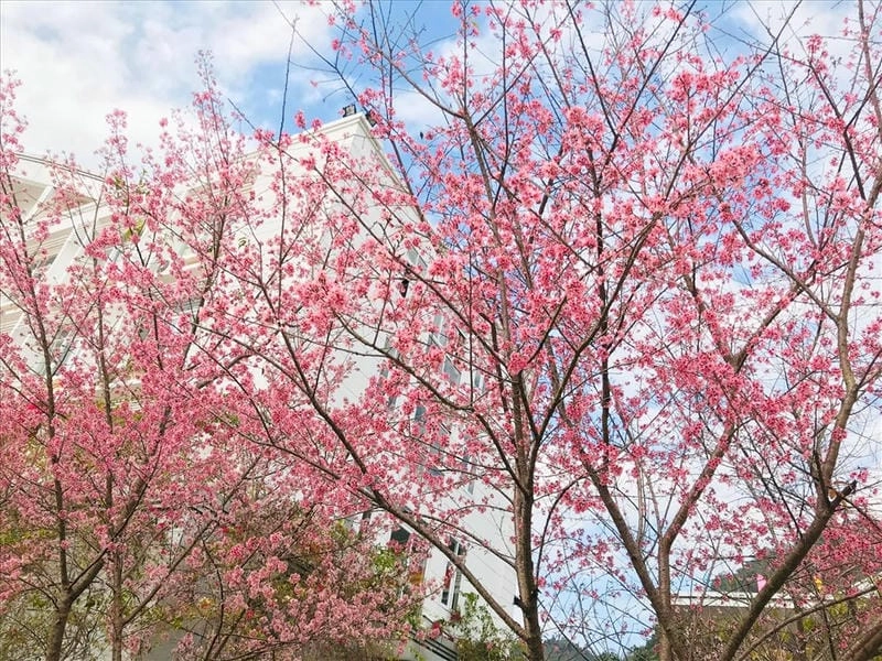 Mùa xuân Lai Châu rực rỡ hoa đào nở khắp nơi