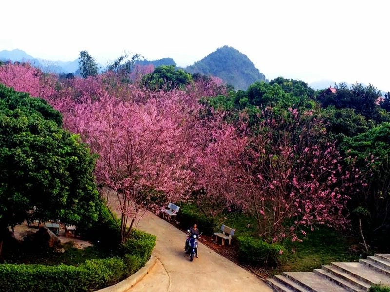 Đồi hoa đào Lai Châu đẹp mê hoặc lòng người