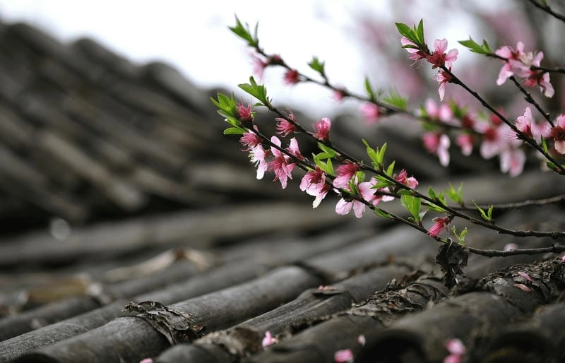 Hoa đào nở rộ mùa xuân Lai Châu rực rỡ sắc hương