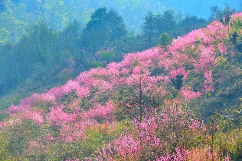 Bừng sáng không gian bình minh hoa đào