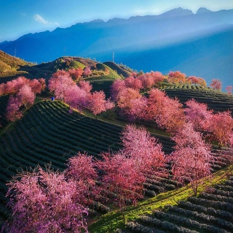 Lặng người trước vẻ Lào Cai thơ mộng