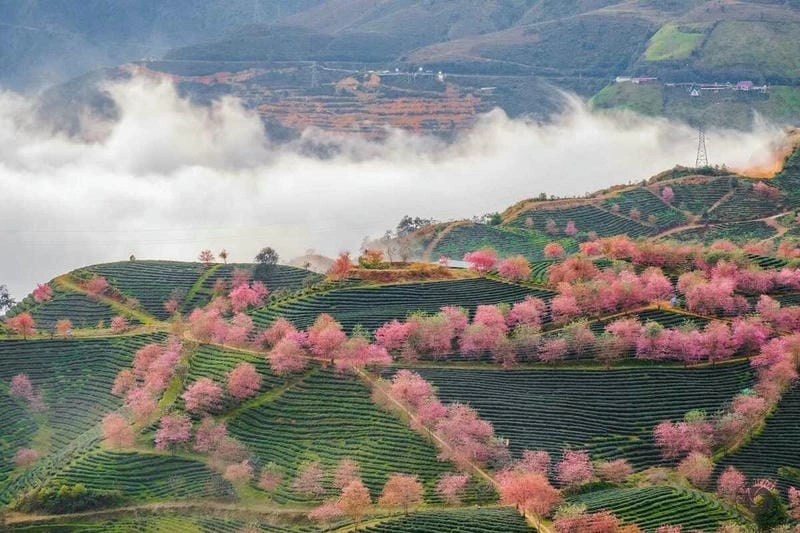 Rực rỡ giữa trời đồi núi hoa đào