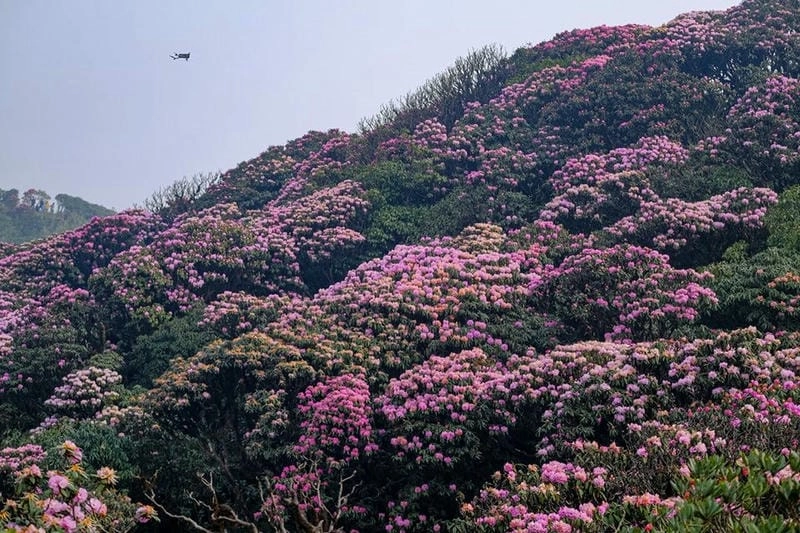 Vẻ đẹp rực rỡ của mùa xuân hoa đỗ quyên tại Nepal khiến lòng người xao xuyến