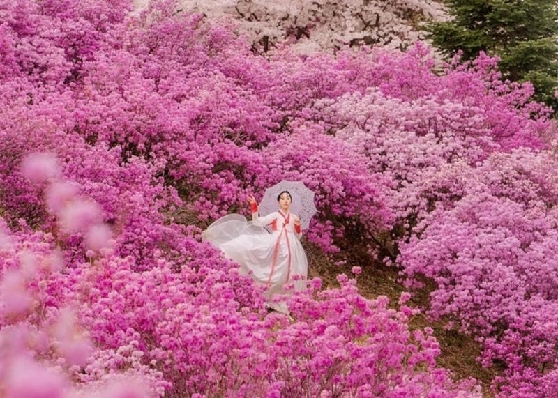 Hoa đỗ quyên nở rộ khắp nơi trên đất Nepal