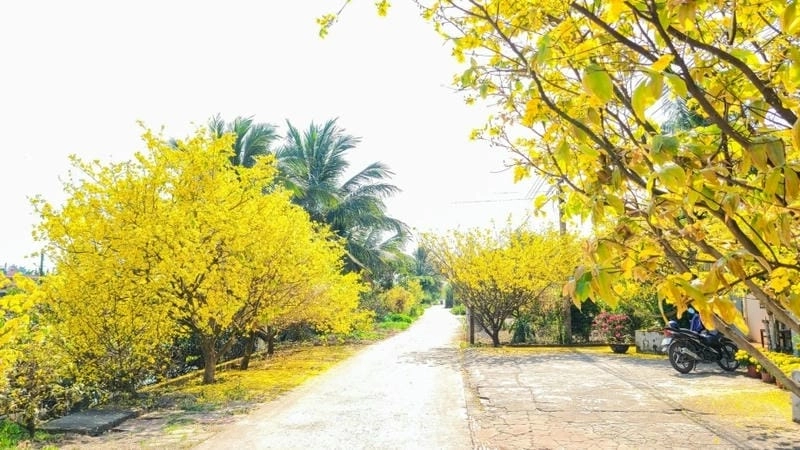 Bộ sưu tập ảnh hoa mai Cần Thơ đặc sắc