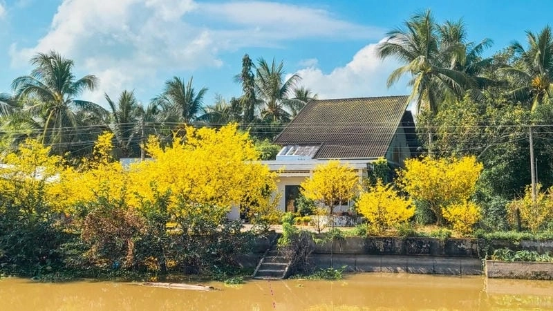 Ngắm thời điểm lý tưởng của mùa xuân hoa mai Cần Thơ