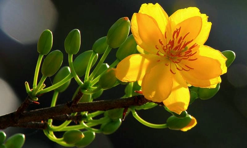 Khám phá vẻ đẹp và ý nghĩa của hoa mai Cần Thơ