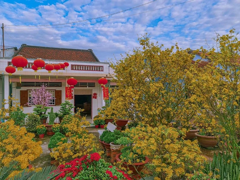 Ngắm kênh rạch hoa mai trong sáng sớm tinh khôi